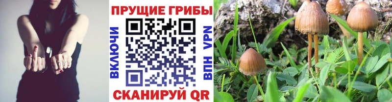 продажа наркотиков Верхний Уфалей Псилоцибиновые грибы MAGIC MUSHROOMS
