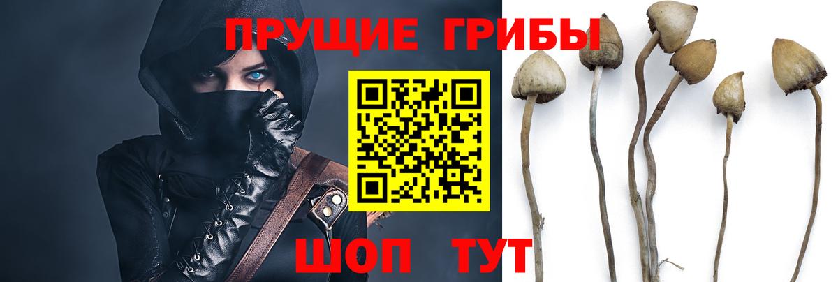Псилоцибиновые грибы прущие грибы Верхний Уфалей